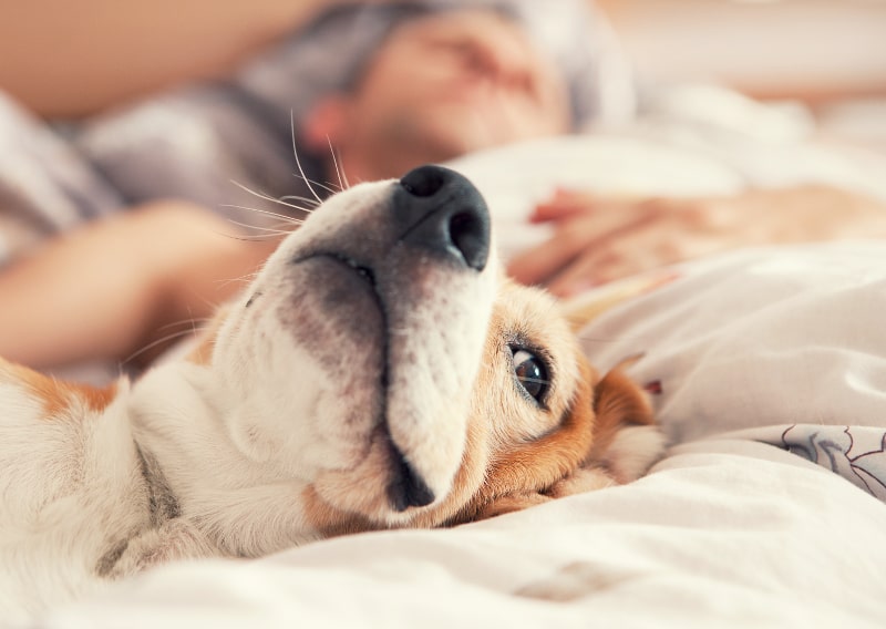 How Pets Impact Your HVAC System in Knoxville, TN